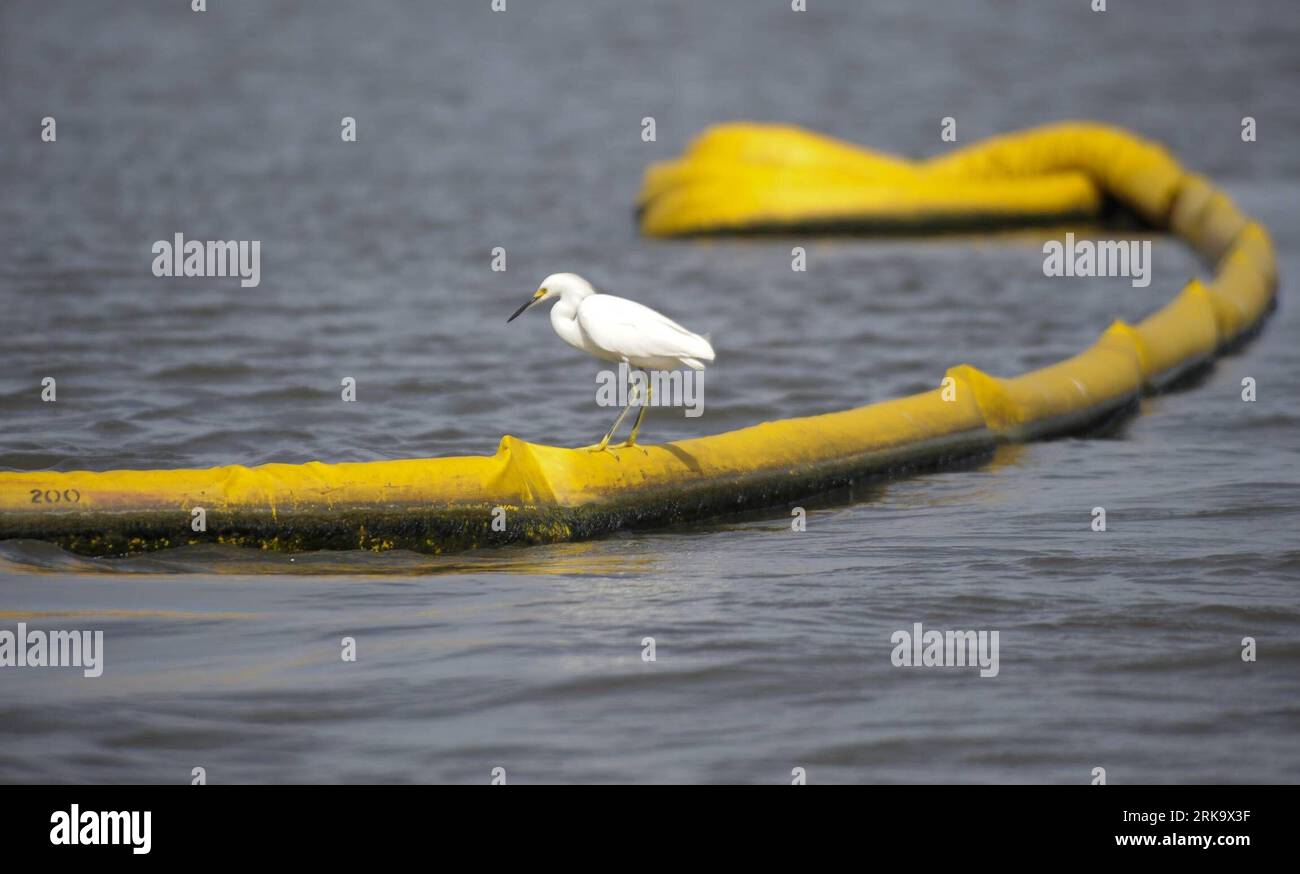Bildnummer: 54241707 Datum: 19.07.2010 Copyright: imago/Xinhua (100720) -- CODRIE, 20. Juli 2010 (Xinhua) -- Ein Seevögel steht auf einem Öleindämmungsboom entlang der Küstenlinie der Terrebonne Bay bei Cocodrie, Louisiana, USA, 19. Juli 2010. Hier wurden Maßnahmen einschließlich des Bauprojekts für die Barriereinseln von Louisiana ergriffen, um die Feuchtgebiete und ihre Wildtiere zu schützen, die durch die Ölpest im Golf von Mexiko schwer beschädigt werden könnten. (Xinhua/Qi Heng) (wjd) (13)US-ÖLAUSTRITT-UMWELTSCHUTZ PUBLICATIONxNOTxINxCHN Fotostory Gesellschaft Umweltkatastrophe Ölpest Öl Golf von Stockfoto
