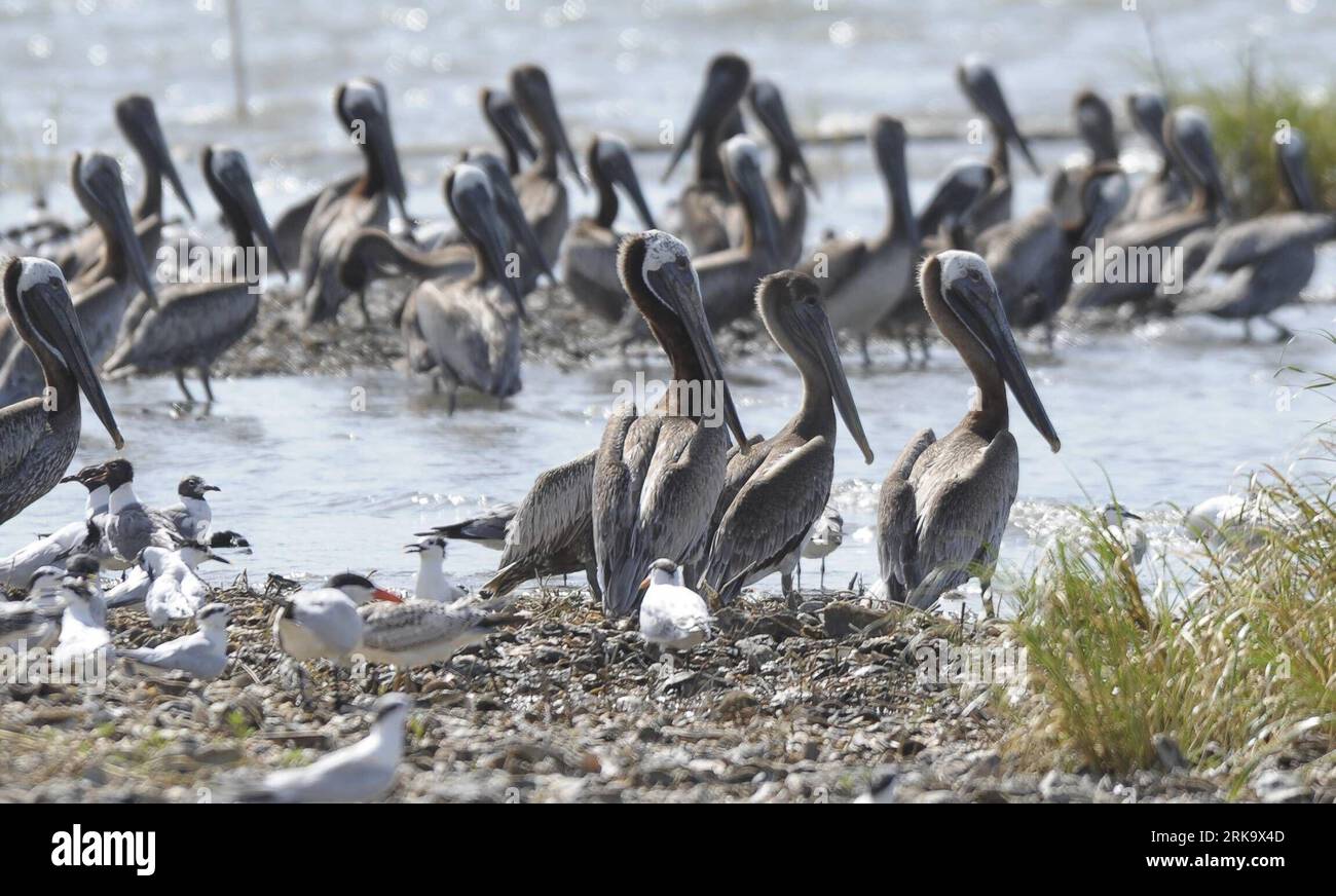 Bildnummer: 54241709 Datum: 19.07.2010 Copyright: imago/Xinhua (100720) -- CODRIE, 20. Juli 2010 (Xinhua) -- Ein Bevy von Pelikanen ruht auf einer Barriereinsel in der Terrebonne Bay in der Nähe von Cocodrie, Louisiana, USA, 19. Juli 2010. Hier wurden Maßnahmen einschließlich des Bauprojekts für die Barriereinseln von Louisiana ergriffen, um die Feuchtgebiete und ihre Wildtiere zu schützen, die durch die Ölpest im Golf von Mexiko schwer beschädigt werden könnten. (Xinhua/Qi Heng) (wjd) (10)US-ÖLLECKENSCHUTZ PUBLICATIONxNOTxINxCHN Fotostory Gesellschaft Umweltkatastrophe Ölpest Öl Golf von Mexiko USA kbdig xsk Stockfoto