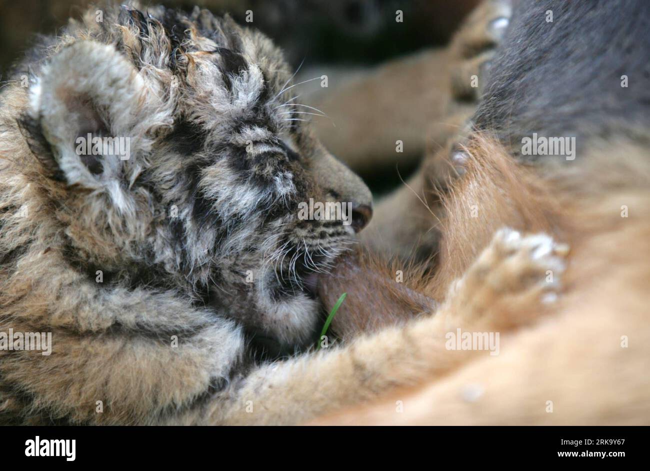 Bildnummer: 54244811 Datum: 21.07.2010 Copyright: imago/Xinhua (100722) -- SANMENXIA, 22. Juli 2010 (Xinhua) -- Ein kleiner sibirischer Tiger saugt Milch von seiner Hundemutter im Zoo in Sanmenxia, Provinz Henan in Zentralchina, 21. Juli 2010. Zwei sibirische Tiger wurden vor einem Monat im Zoo geboren. Da ihre dort einjährige Mutter Hu Niu sich weigerte, die neugeborenen Jungen zu füttern, fanden die örtlichen Zoobeamten einen Hund, der sie füttern sollte. (Xinhua/du Jie) (mcg) (5)CHINA-HENAN-SANMENXIA-SIBIRISCHER TIGER (CN) PUBLICATIONxNOTxINxCHN Gesellschaft Tiere Jungtier Tiger kbdig xmk 2010 quer o0 SIBIRISCHER Bildnummer 54 Stockfoto