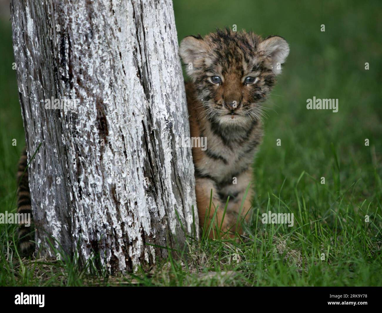 Bildnummer: 54244816 Datum: 21.07.2010 Copyright: imago/Xinhua (100722) -- SANMENXIA, 22. Juli 2010 (Xinhua) -- ein einmonatiger kleiner sibirischer Tiger genießt sich im Zoo in Sanmenxia, Provinz Henan, 21. Juli 2010. Zwei sibirische Tiger wurden vor einem Monat im Zoo geboren. Da ihre dort einjährige Mutter Hu Niu sich weigerte, die neugeborenen Jungen zu füttern, fanden die örtlichen Zoobeamten einen Hund, der sie füttern sollte. (Xinhua/du Jie) (mcg) (7)CHINA-HENAN-SANMENXIA-SIBERIAN TIGER (CN) PUBLICATIONxNOTxINxCHN Gesellschaft Tiere Jungtier Tiger kbdig xmk 2010 quer Highlight Premiumaufführung xint o0 SIBIRI Stockfoto