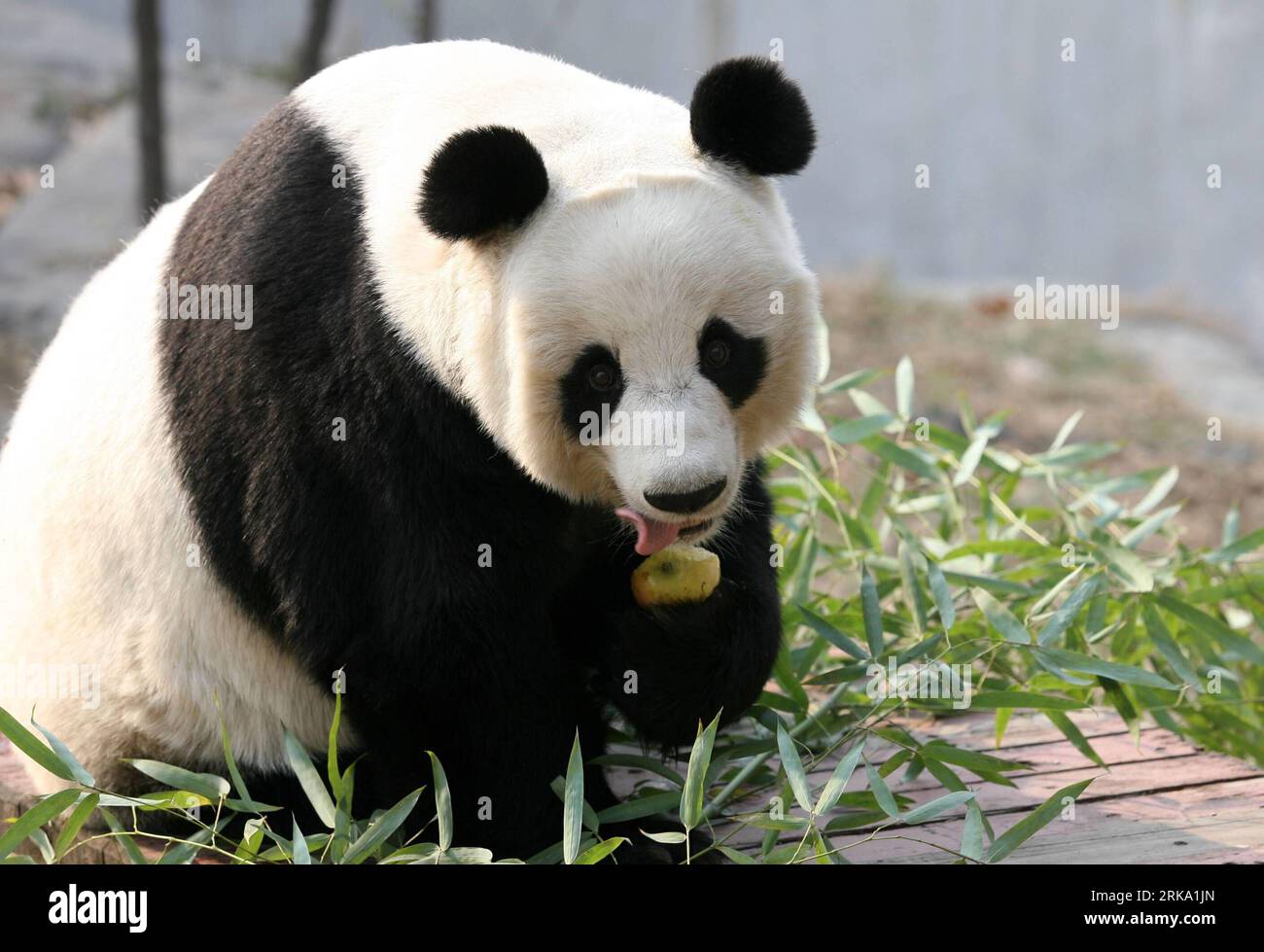 Bildnummer: 54253931 Datum: 24.11.2009 Copyright: imago/Xinhua JINAN, 26. Juli 2010 (Xinhua) -- das Dateifoto vom 24. November 2009 zeigt, wie der riesige Panda Quanquan im Jinan Zoo in Jinan, der Hauptstadt der ostchinesischen Provinz Shandong, einen Apfel isst. Erste Untersuchungen, die auf der Pressekonferenz am 26. Juli 2010 angekündigt wurden, zeigten, dass der Panda starb, nachdem er Gasdesinfektionsmittel aus einem nahe gelegenen ehemaligen Luftschutzbunker eingeatmet hatte. Das Gas bestand aus Chlor, Chlorhydrid und Kohlenmonoxid. (Xinhua/Lu Chuanquan)(zn) CHINA-SHANDONG-JINAN-PANDA-TODESURSACHE (CN) PUBLICATIONxNOTxINxCHN Gesellschaf Stockfoto
