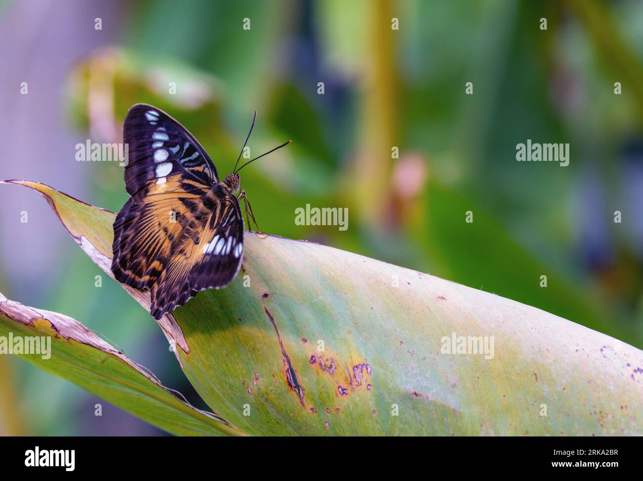 Brown Clipper Butterfly 'Parthenos sylvia philippensis' sitzt auf einem Blatt. Insektenflügel öffnen sich. 'Malahide Castle Butterfly House', Irland Stockfoto