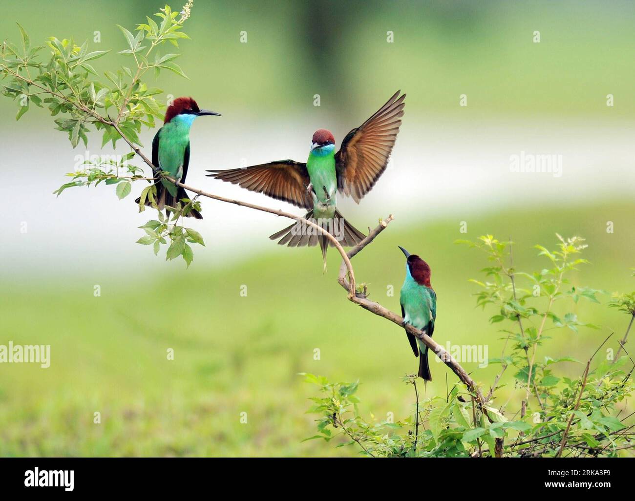 Bildnummer: 54263918 Datum: 24.07.2010 Copyright: imago/Xinhua (100730) -- WUHAN, 30. Juli 2010(Xinhua) -- Foto aufgenommen am 24. Juli 2010 zeigt einzigartige Blaukehlchen-Bienenfresser in Hong an County der zentralchinesischen Provinz Hubei. (Xinhua/Jia Liancheng)(whj) (3)CHINA-HUBEI-WUHAN-BIRD(CN) PUBLICATIONxNOTxINxCHN Tiere Vögel Bienenfresser kbdig xub 2010 quer o0 (Merops viridis), Malaienspint Bildnummer 54263918 Datum 24 07 2010 Copyright Imago XINHUA Wuhan Juli 30 2010 XINHUA das AM 24. Juli 2010 aufgenommene Foto zeigt einzigartige Blaukehlchen in Hong in der Grafschaft Zentralchina S Hubei Provinz X Stockfoto