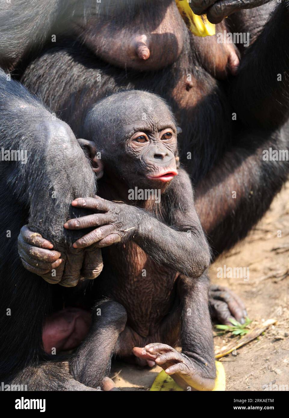 Bildnummer: 54340120 Datum: 23.08.2010 Copyright: imago/Xinhua (100823) -- KINSHASA, 23. August 2010 (Xinhua) -- Ein Bonobo-Baby ruht in den Armen seiner Mutter in Lola ya Bonobo in den Vororten von Kinshasa, Hauptstadt der Demokratischen Republik Kongo (DR Kongo), 23. August 2010. Lola ya Bonobo, ein Heiligtum für über 60 Bonobos, wurde von der Belgierin Claudine Andre in gegründet. (Xinhua/Liu Chan) (zw) (3)DR CONGO-KINSHASA-LOLA YA BONOBO PUBLICATIONxNOTxINxCHN Tiere kbdig xkg 2010 hoch o0 Tierheim Affe Jungtier Bildnummer 54340120 Datum 23 08 2010 Copyright Imago XINHUA Kinshasa August 23 2010 XINHUA Bonobo Ba Stockfoto