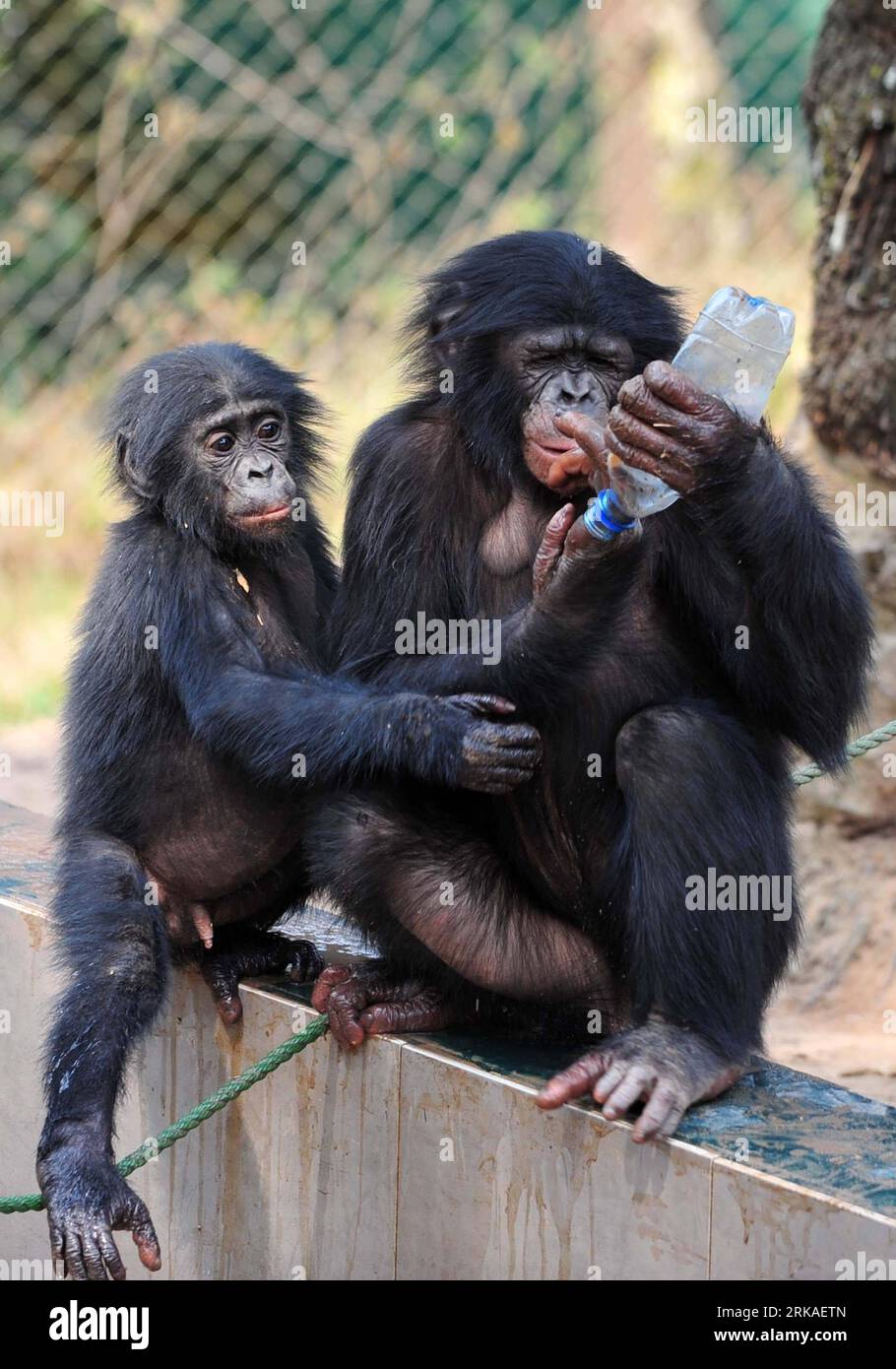 Bildnummer: 54340121 Datum: 23.08.2010 Copyright: imago/Xinhua (100823) -- KINSHASA, 23. August 2010 (Xinhua) -- Ein Bonobo spielt mit einer Flasche in Lola ya Bonobo in den Vororten von Kinshasa, Hauptstadt der Demokratischen Republik Kongo (DR Kongo), 23. August 2010. Lola ya Bonobo, ein Heiligtum für über 60 Bonobos, wurde von der Belgierin Claudine Andre in gegründet. (Xinhua/Liu Chan) (zw) (6)DR CONGO-KINSHASA-LOLA YA BONOBO PUBLICATIONxNOTxINxCHN Tiere kbdig xkg 2010 hoch o0 Tierheim Affe Flasche Bildnummer 54340121 Datum 23 08 2010 Copyright Imago XINHUA Kinshasa August 23 2010 XINHUA A Bonobo SPIELT mit einem Bo Stockfoto