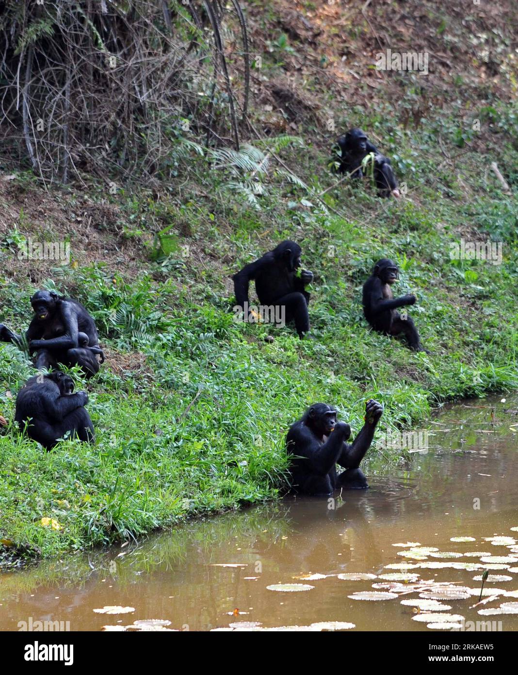 Bildnummer: 54340119 Datum: 23.08.2010 Copyright: imago/Xinhua (100823) -- KINSHASA, 23. August 2010 (Xinhua) -- Eine Bonobo-Familie in Lola ya Bonobo in den Vororten von Kinshasa, Hauptstadt der Demokratischen Republik Kongo (DR Kongo), 23. August 2010. Lola ya Bonobo, ein Heiligtum für über 60 Bonobos, wurde von der Belgierin Claudine Andre in gegründet. (Xinhua/Liu Chan) (zw) (5)DR CONGO-KINSHASA-LOLA YA BONOBO PUBLICATIONxNOTxINxCHN Tiere kbdig xkg 2010 hoch o0 Tierheim Affe Bildnummer 54340119 Datum 23 08 2010 Copyright Imago XINHUA Kinshasa August 23 2010 XINHUA A A Bonobo Family Rest in Lola ya Bonobo Stockfoto