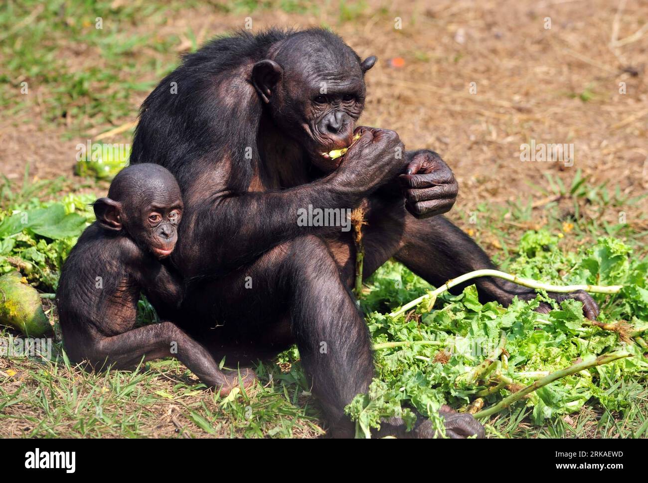 Bildnummer: 54340118 Datum: 23.08.2010 Copyright: imago/Xinhua (100823) -- KINSHASA, 23. August 2010 (Xinhua) -- Ein Bonobo isst Xfood in Lola ya Bonobo in den Vororten von Kinshasa, Hauptstadt der Demokratischen Republik Kongo (DR Kongo), 23. August 2010. Lola ya Bonobo, ein Heiligtum für über 60 Bonobos, wurde von der Belgierin Claudine Andre in gegründet. (Xinhua/Liu Chan) (zw) (2)DR CONGO-KINSHASA-LOLA YA BONOBO PUBLICATIONxNOTxINxCHN Tiere kbdig xkg 2010 quer o0 Tierheim Affe Jungtier Bildnummer 54340118 Datum 23 08 2010 Copyright Imago XINHUA Kinshasa August 23 2010 XINHUA A Bonobo isst ya XFOOD in Lola Stockfoto