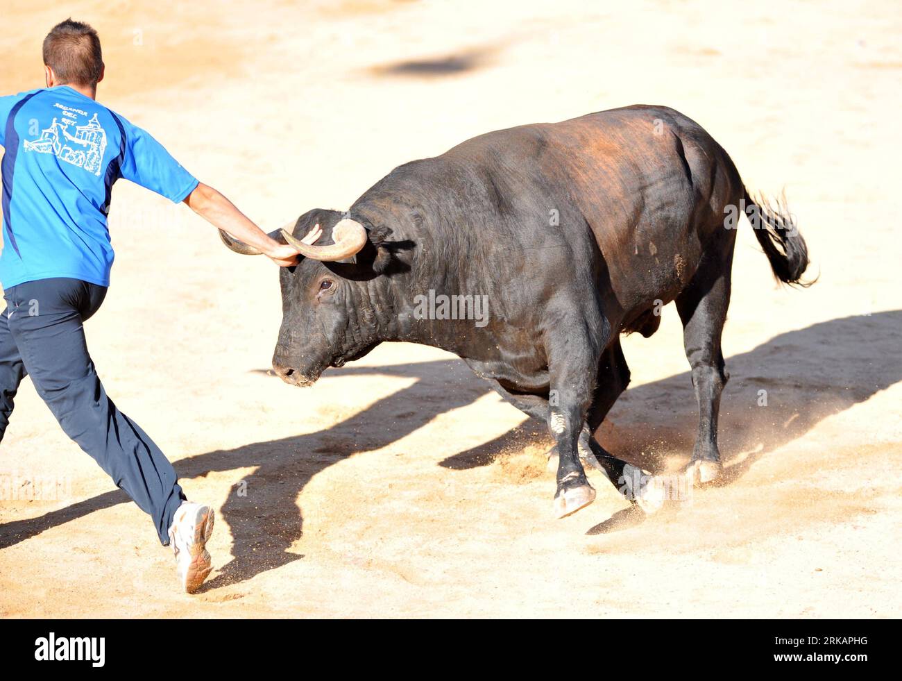 Bildnummer: 54415328 Datum: 09.09.2010 Copyright: imago/Xinhua (100909) -- MADRID, 9. September 2010 (Xinhua) -- Ein Mann dagelt mit einem Stier während des traditionellen Schutzpatronenfestes in Arganda Del Rey, einer Stadt in der Nähe der spanischen Hauptstadt Madrid, am 9. September 2010. (Xinhua/Chen Haitong) (zcq) SPAIN-ARGANDA DEL REY-BULLS PUBLICATIONxNOTxINxCHN Gesellschaft Stierkampf kbdig xmk 2010 quer o0 Stier, Tiere Bildnummer 54415328 Datum 09 09 2010 Copyright Imago XINHUA Madrid 9. September 2010 XINHUA ein Mann tadelt mit einem Stier während des traditionellen Schutzpatronenfestes in Arganda Del Rey, einer Stadt in der Nähe der spanischen Hauptstadt Madrid Stockfoto