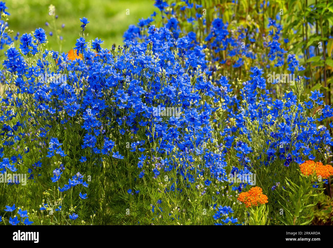 Ein wunderschönes blaues Stück Delphinium, Larkspur-Blumen, die in einem Garten wachsen, gemischt mit etwas Schmetterlings-Milkweed als Kontrast. Stockfoto