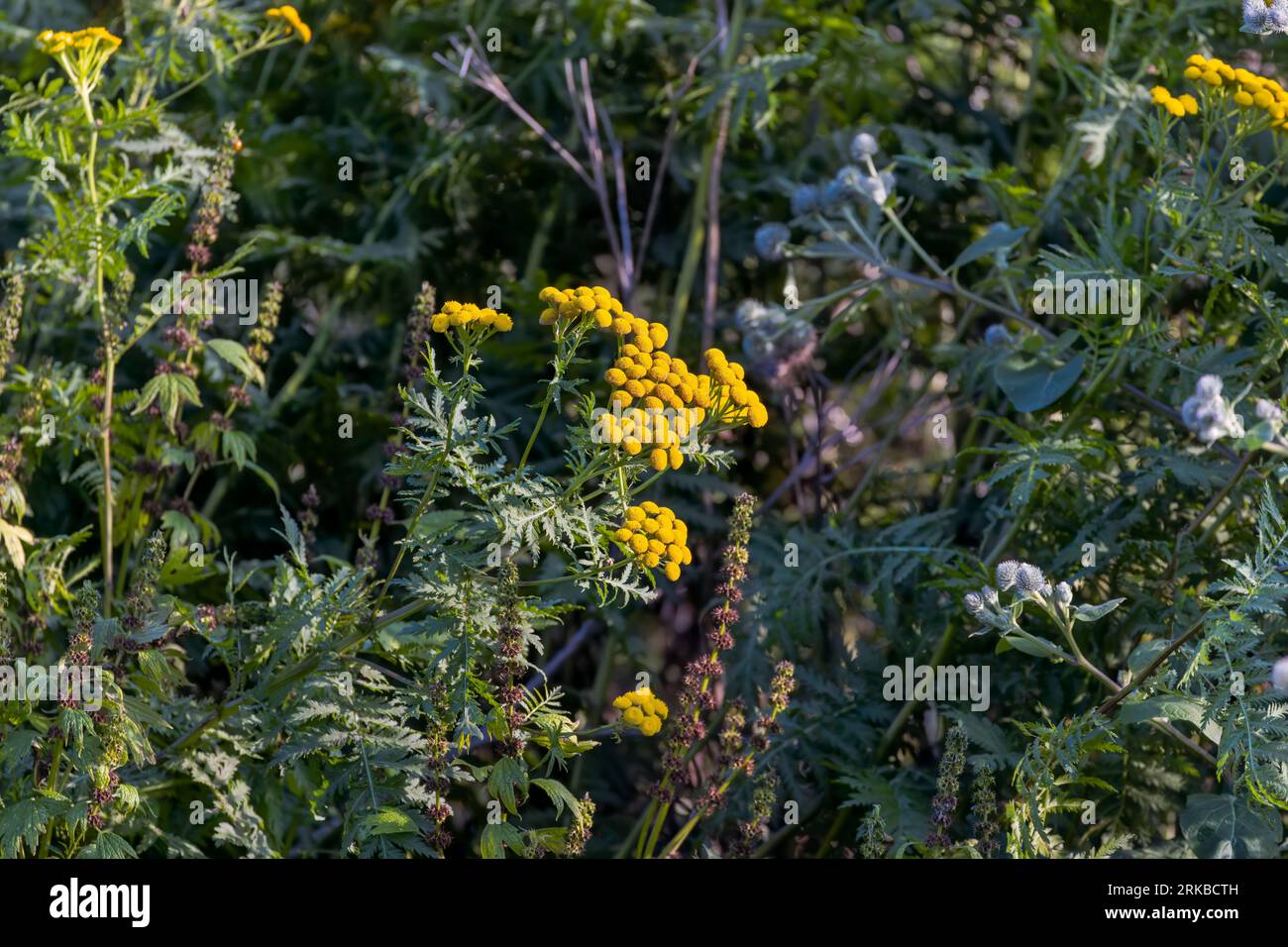 Ansy (Tanacetum vulgare), auch bekannt als „Tansy“, „Golden Buttons“, „Bitter Buttons“ oder „Cow Bitter“. In einigen Bereichen ist es invasiv geworden. Stockfoto