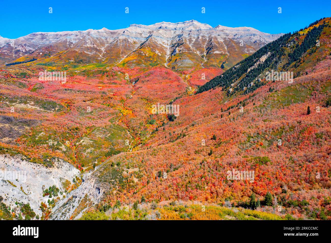 Bigtooth Maples und Mt. Timpanogos, Uinta National Forest, Wasatch Mountains Stockfoto