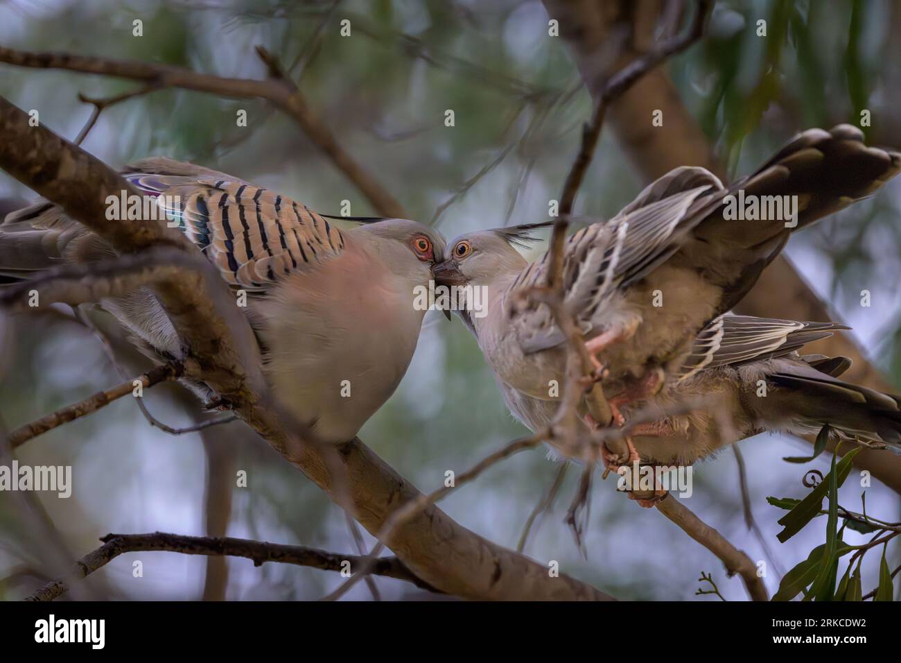 Ein Taubenweibchen sitzt in einem Baum vor ihren eifrigen zwei wilden Jungvögeln, die leise ihre Mutter ernähren. Stockfoto