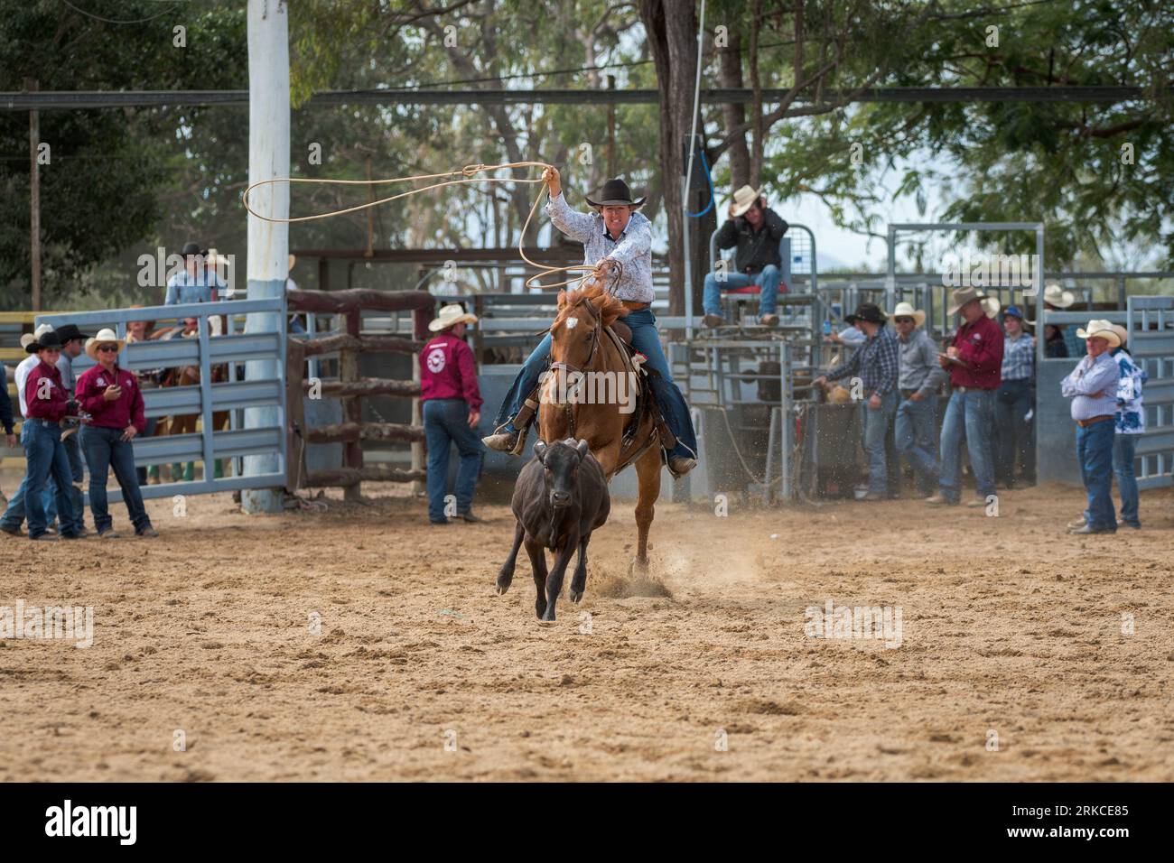 Ein Cowgirl wirbelt ihre lassoo, während sie beim individuellen Breakaway-Roping-Event beim Mareeba Rodeo 2023 das Kalb hinunterreitet. Stockfoto