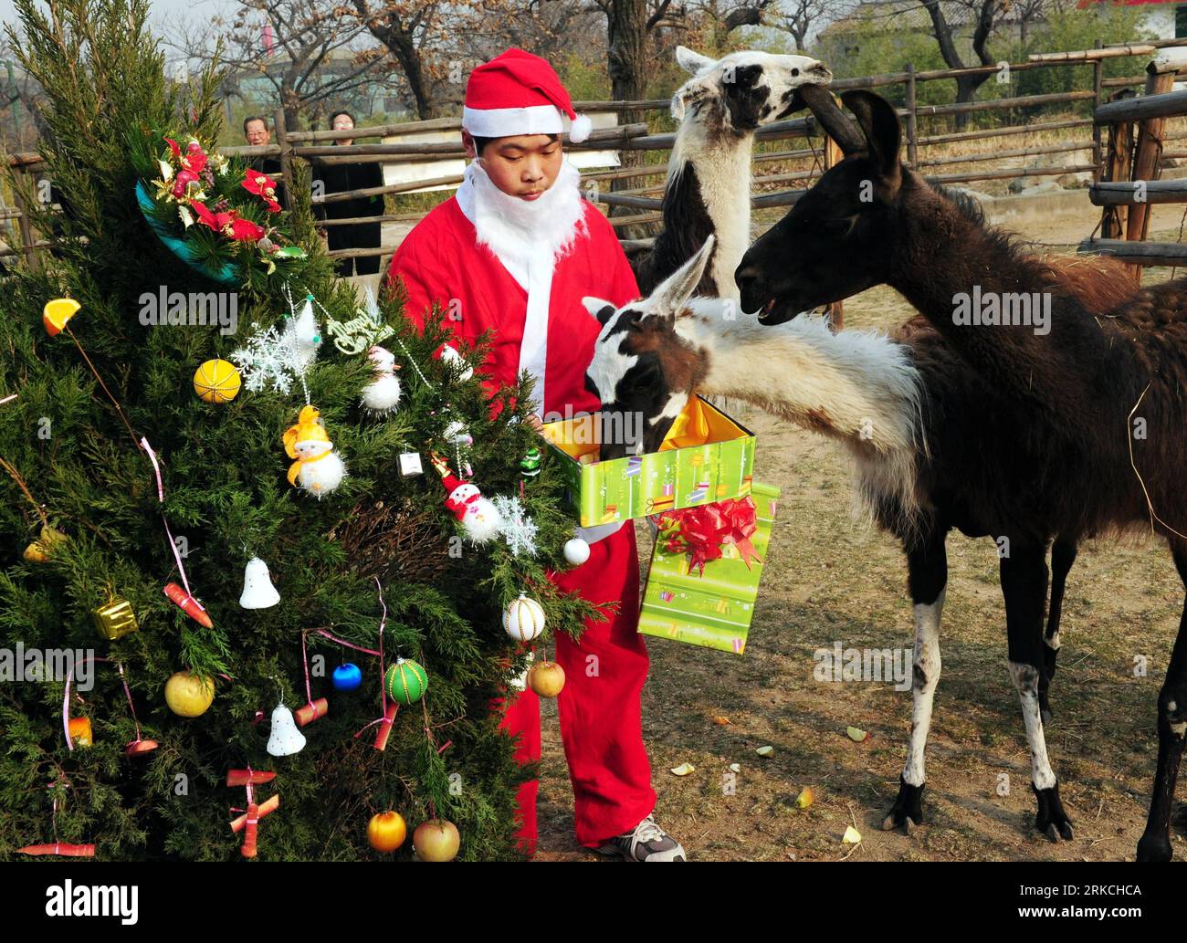 Bildnummer: 54768539 Datum: 23.12.2010 Copyright: imago/Xinhua (101224) -- XI AN, 24. Dezember 2010 (Xinhua) -- ein Feeder, der wie der Weihnachtsmann gekleidet ist, verteilt gut verpackte Lebensmittel an Alpakas während einer Aktivität zum bevorstehenden Weihnachtsfeiertag im Qinling Wild Animal Zoo in Xi an, der Hauptstadt der nordwestchinesischen Provinz Shaanxi, 23. Dezember 2010. (Xinhua/Yuan Jingzhi) (hdt) CHINA-XI AN-ZOO-CHRISTMAS (CN) PUBLICATIONxNOTxINxCHN Gesellschaft Weihnachten Tiere Geschenke kbdig xub 2010 quer Highlight Uraufführung kurios Komik o0 Bescherung Weihnachtsmann Bildnummer 54768539 Datum 23 12 2010 Copyright Stockfoto
