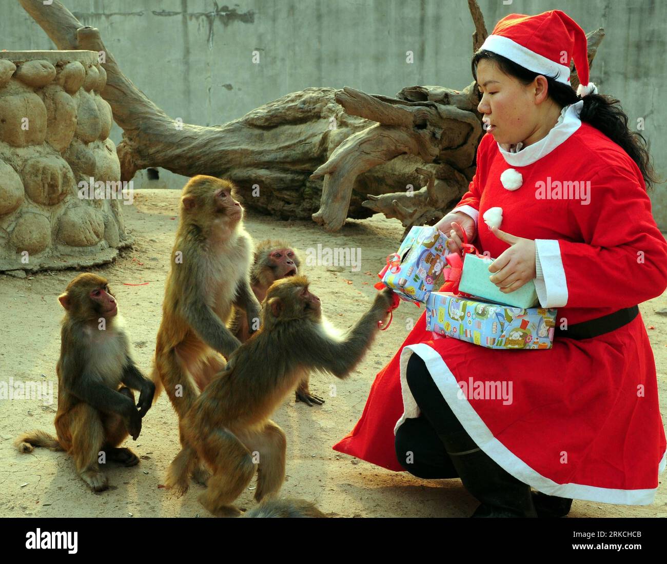 Bildnummer: 54768537 Datum: 23.12.2010 Copyright: imago/Xinhua (101224) -- XI AN, 24. Dezember 2010 (Xinhua) -- ein Feeder, der wie der Weihnachtsmann gekleidet ist, verteilt gut verpackte Lebensmittel an Affen während einer Aktivität zum bevorstehenden Weihnachtsfeiertag im Qinling Wild Animal Zoo in Xi an, der Hauptstadt der nordwestchinesischen Provinz Shaanxi, 23. Dezember 2010. (Xinhua/Yuan Jingzhi) (hdt) CHINA-XI AN-ZOO-CHRISTMAS (CN) PUBLICATIONxNOTxINxCHN Gesellschaft Weihnachten Tiere Geschenke kbdig xub 2010 quer Highlight Uraufführung kurios Komik o0 Bescherung Weihnachtsfrau Bildnummer 54768537 Datum 23 12 2010 Copyright Stockfoto