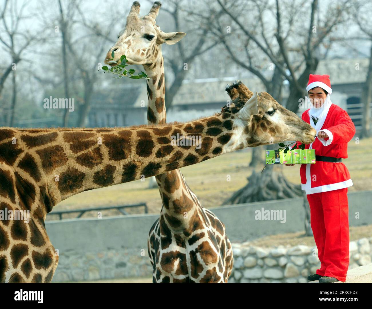 Bildnummer: 54768538 Datum: 23.12.2010 Copyright: imago/Xinhua (101224) -- XI AN, 24. Dezember 2010 (Xinhua) -- ein Feeder, der wie der Weihnachtsmann gekleidet ist, verteilt gut verpackte Lebensmittel an Giraffen während einer Aktivität, um den kommenden Weihnachtstag im Qinling Wild Animal Zoo in Xi an, der Hauptstadt der nordwestchinesischen Provinz Shaanxi, am 23. Dezember 2010 zu feiern. (Xinhua/Yuan Jingzhi) (hdt) CHINA-XI AN-ZOO-CHRISTMAS (CN) PUBLICATIONxNOTxINxCHN Gesellschaft Weihnachten Tiere Geschenke kbdig xub 2010 quer Highlight Uraufführung kurios Komik o0 Bescherung Weihnachtsmann Bildnummer 54768538 Datum 23 12 2010 Copyright Stockfoto