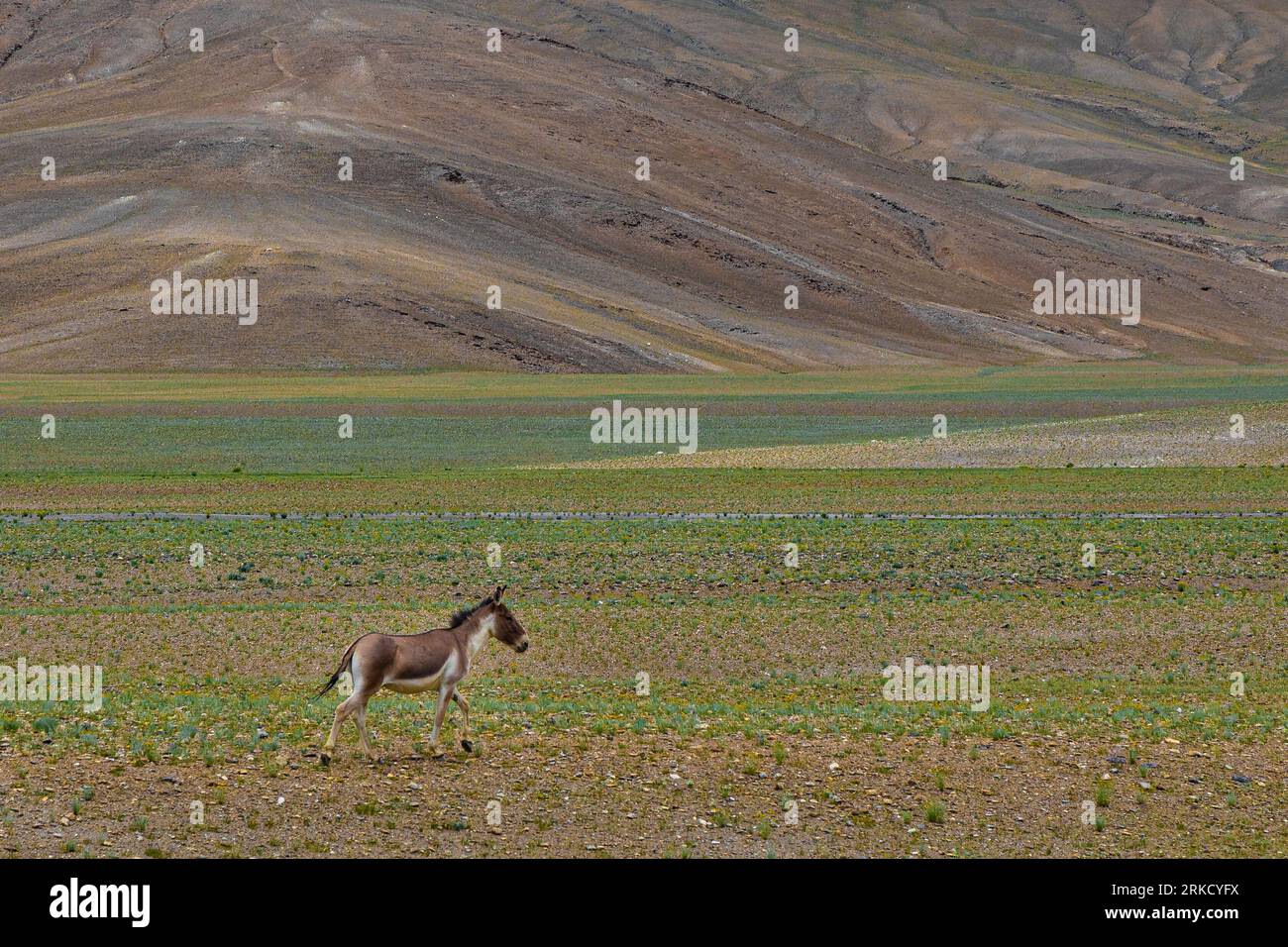 Ein einsamer Kiang, auch bekannt als tibetischer wilder Arsch im Grasland von Ladakh, Indien Stockfoto