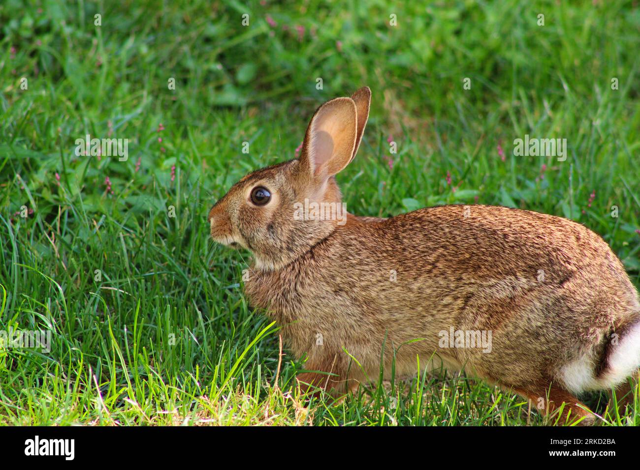 Mittlere Nahaufnahme eines Kaninchens in einem Grasgarten. Stockfoto