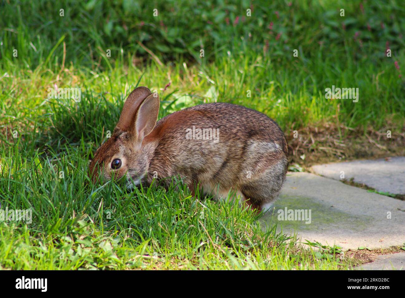 Mittlere Nahaufnahme eines Kaninchens in einem Grasgarten. Stockfoto