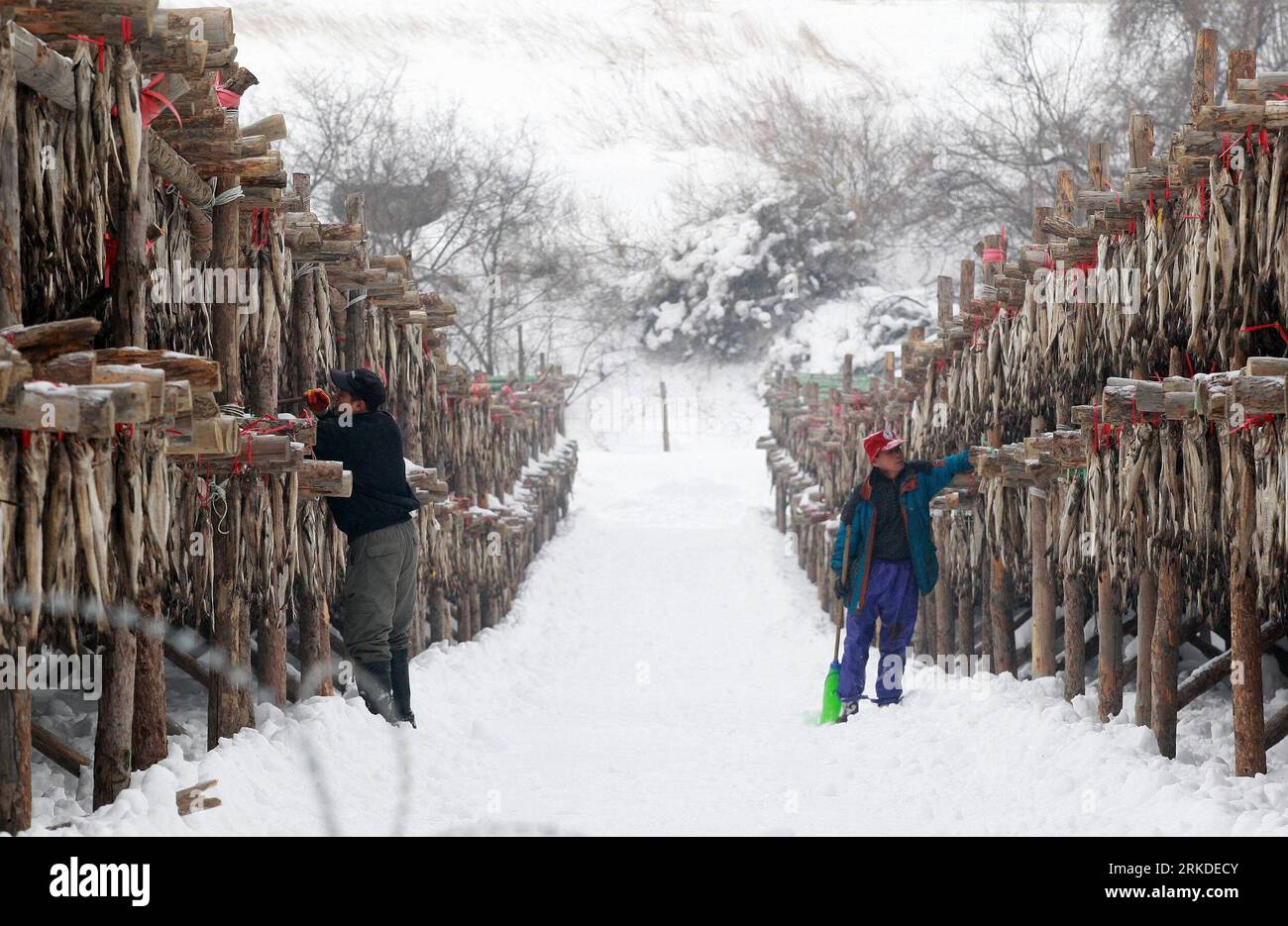 Bildnummer: 54927724  Datum: 19.02.2011  Copyright: imago/Xinhua (110219) -- PYEONGCHANG, Feb. 19, 2011 (Xinhua) -- South Korean workers produce Hwangtae (dried pollack) in Pyeongchang, Gangwon Province in South Korea on Feb. 19, 2011. Hwangtae features unique flavors matured in the bitterly cold winds and snow during winter in Pyeongchang. It has been a favorite food of Koreans for centuries.(Xinhua/Park Jin Hee) (msq) SOUTH KOREA-HWANGTAE PUBLICATIONxNOTxINxCHN Wirtschaft kbdig xkg 2011 quer  o0 Fisch, getrocknet, Trockenfisch, Lagerung, Trocknung, Dorsch, Fischerei, Winter, Jahreszeit    Bi Stockfoto