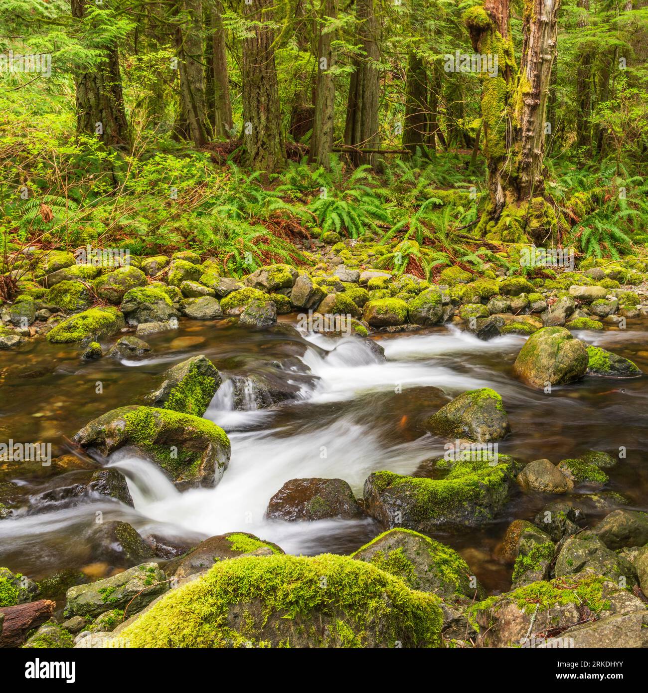 A small creek running through the forest at Sooke Regional Park, Vancouver Island, British Columbia, Canada. Stockfoto