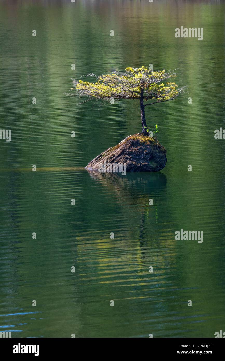 Eine kleine Douglasie, die auf einem Baumstamm im Fairy Lake in der Nähe von Port Renfrew, Vancouver Island, British Columbia, Kanada wächst. Stockfoto