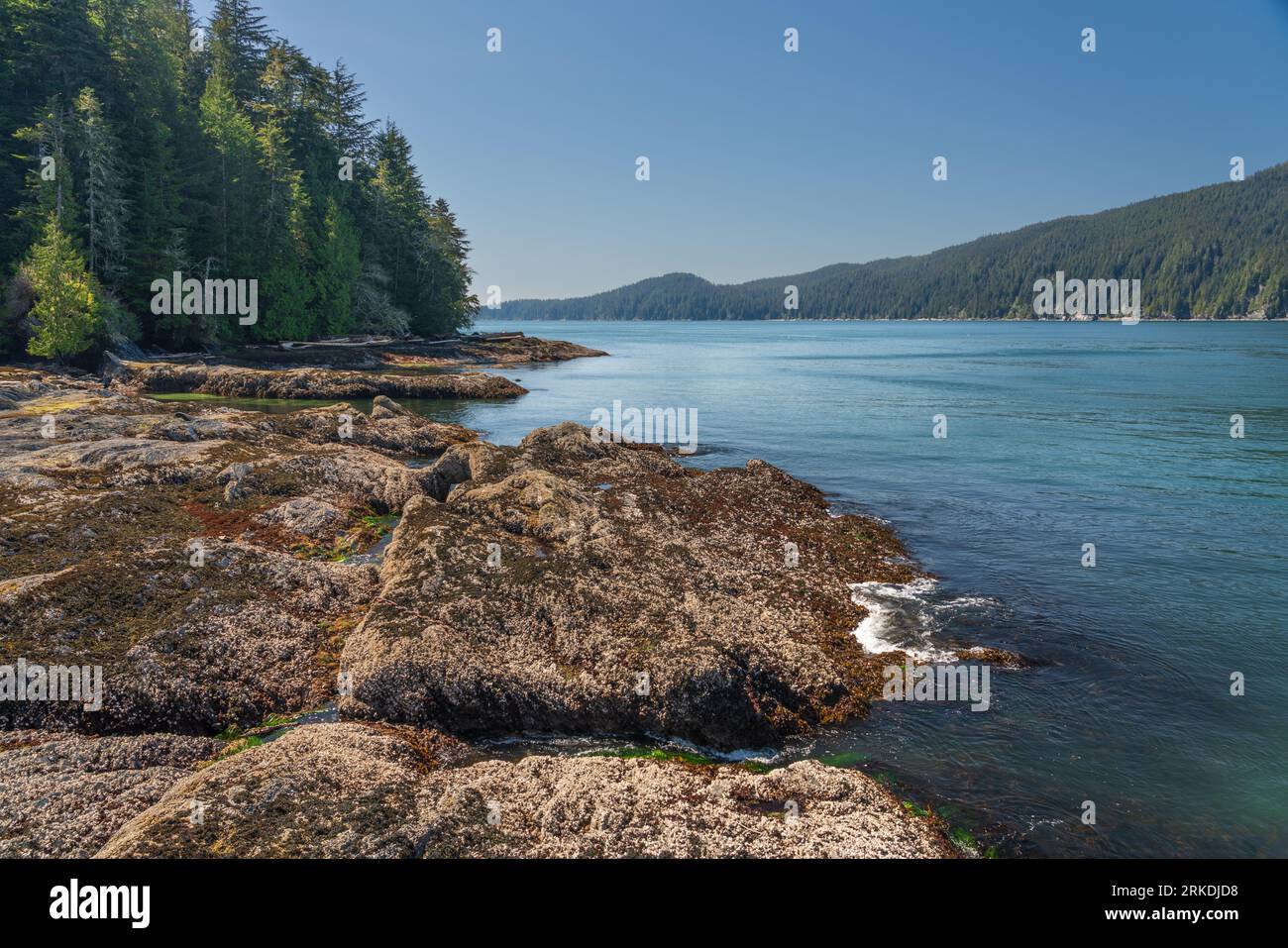 Ein felsiger Gezeiteneinlauf im Küstenwald in der Nähe von Port Renfrew, British Columbia, Kanada. Stockfoto