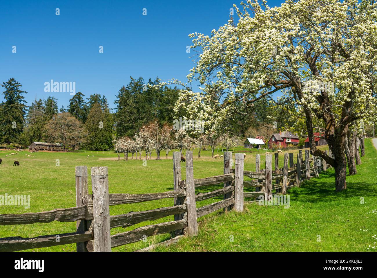 Eine Inselfarm auf Saltspring Island, British Columbia, Kanada. Stockfoto