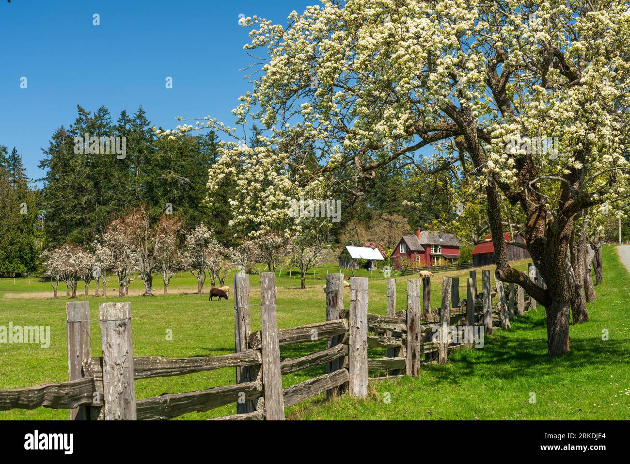 Eine Inselfarm auf Saltspring Island, British Columbia, Kanada. Stockfoto