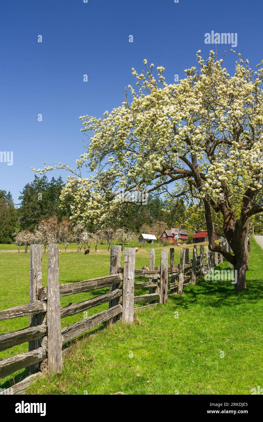 Eine Inselfarm auf Saltspring Island, British Columbia, Kanada. Stockfoto