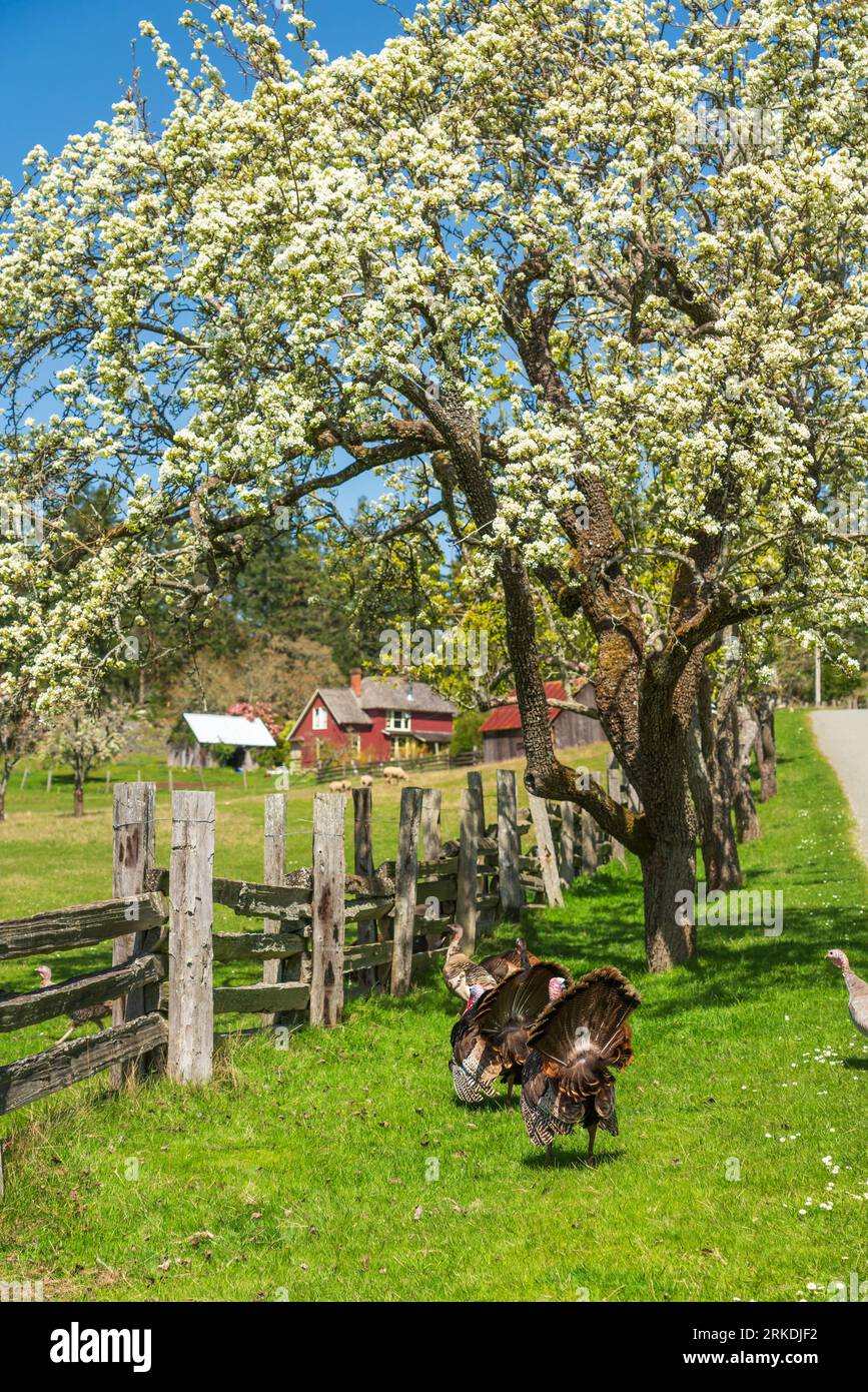 Eine Inselfarm auf Saltspring Island, British Columbia, Kanada. Stockfoto