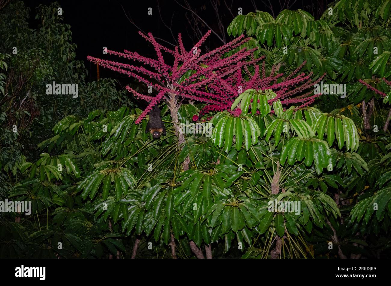 Flying fox at night hanging upside down on the Umbrella Tree Stockfoto