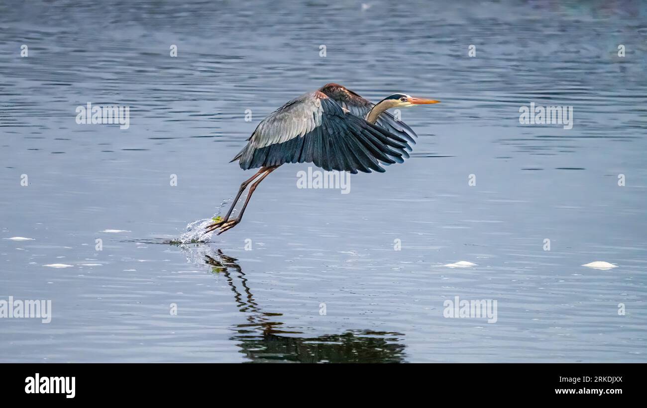 Großer Blaureiher im flachen Wasser der Esquimalt Lagune, Esquimalt, Vancouver Island, British Columbia, Kanada. Stockfoto