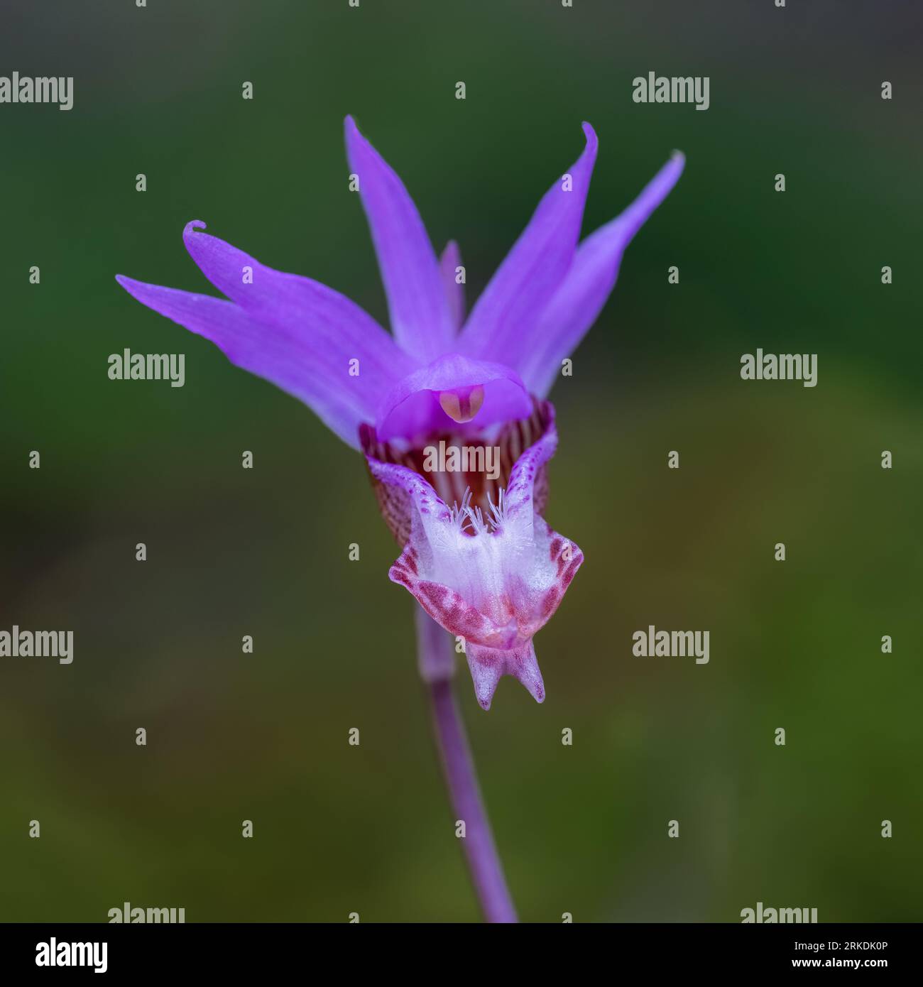 Die wilde Orchideenblüte von Calypso bulbosa auf Thetis Island, Vancouver Island, British Columbia, Kanada. Stockfoto