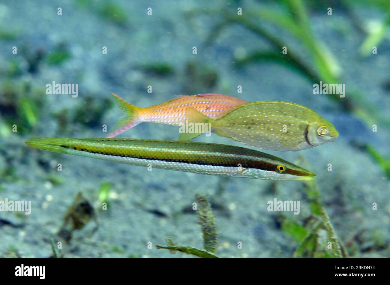 Zigarrenrasse, Cheilio inermis, mit Weißfleckenrabbenfisch, Siganus canaliculatus und Gelbflossenziegenfisch, Mulloidichthys vanicolensis, Jari Jari di Stockfoto