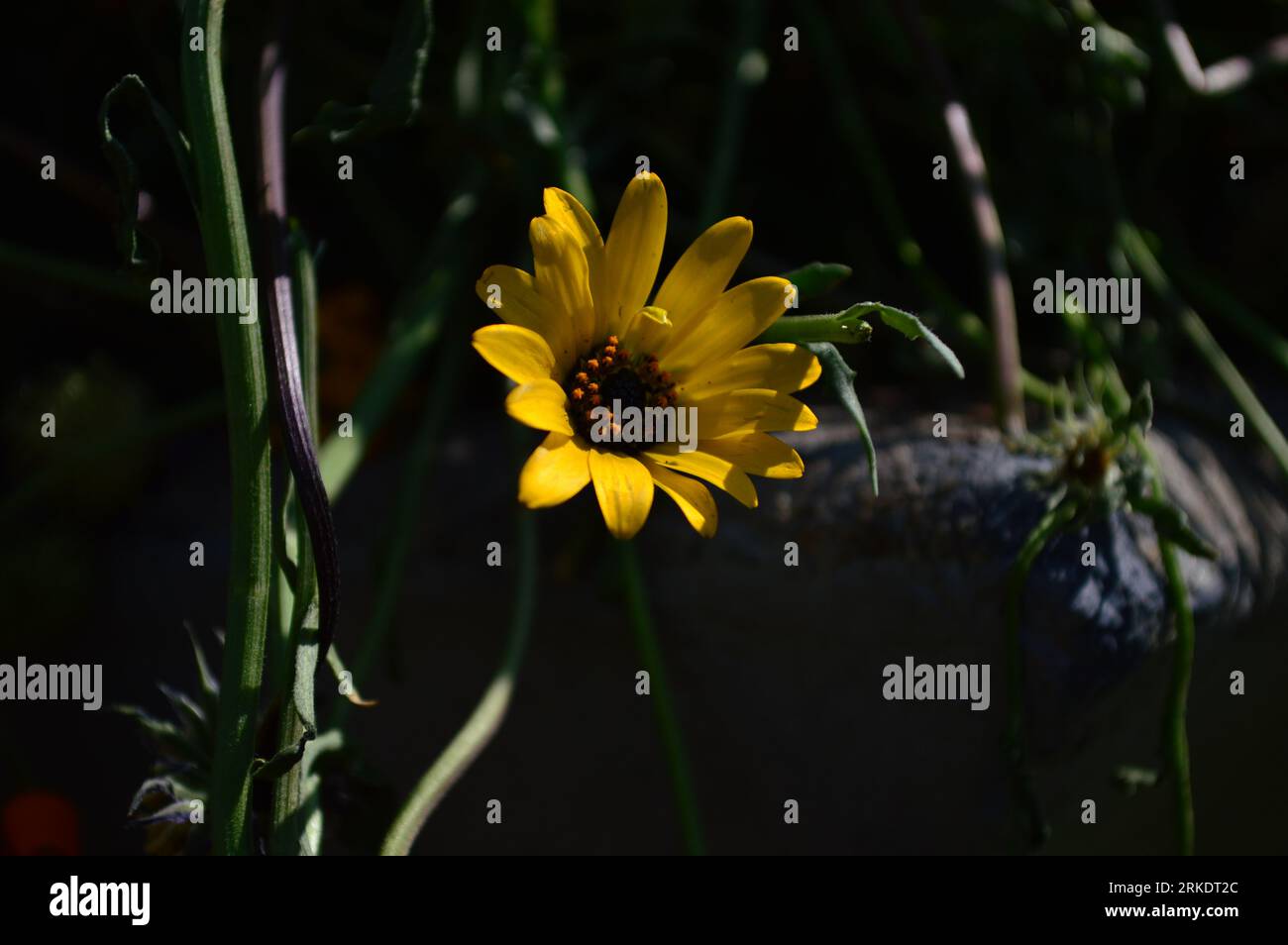 Eine gelbe Dimorphotheca sinuata afrikanische Gänseblümchen blüht in einem rustikalen Gartenbeet mit Beton und grünem Laub. Stockfoto