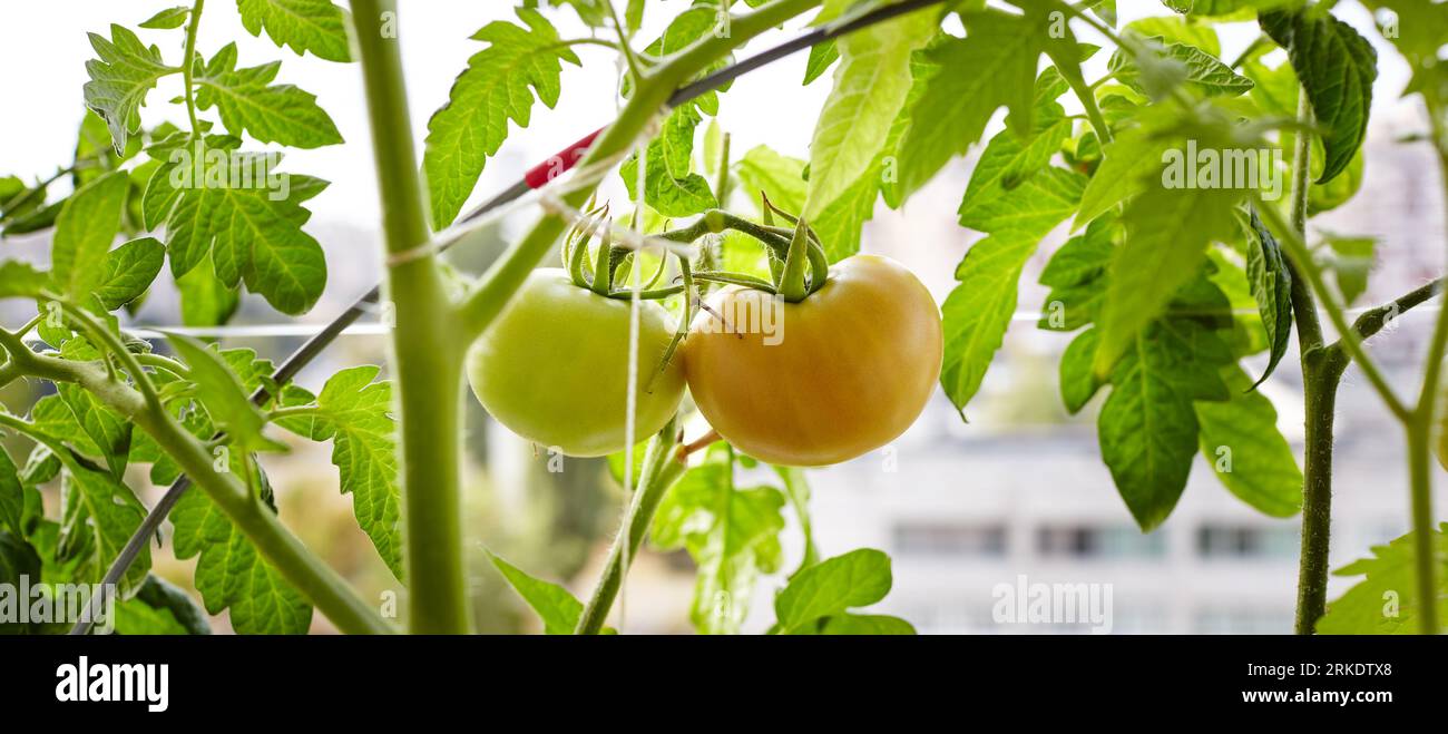 Tomate wächst in einem Gewächshaus. Frisches Gemüse in einem Gewächshaus anbauen Stockfoto