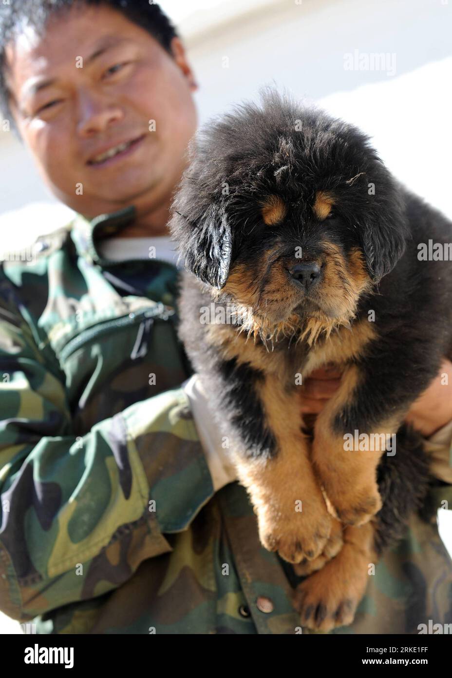 Bildnummer: 55035130 Datum: 14.03.2011 Copyright: imago/Xinhua (110316) -- PEKING, 16. März 2011 (Xinhua) -- Ein Mann in einem Mastiff-Zuchtzentrum zeigt seinen jungen tibetischen Mastiff im Shangri-La County, Tibetan Autonomous Prefecture of Deqen, Provinz Yunnan im Südwesten Chinas, 14. März 2011. Der tibetische Mastiff gilt als der älteste, seltenste und schärfste Hund, der vor etwa 6.000 Jahren vom Menschen gezähmt wurde. Da die Mastiffs große Popularität bei den Menschen gewinnen, könnte fast jeder Besitzer von fast 50 Mastiff-Zuchtzentren in Shangri-La einen Umsatz von mehr als 1 Million Yuan pro Jahr erzielen. (Xinhua/Lin Stockfoto