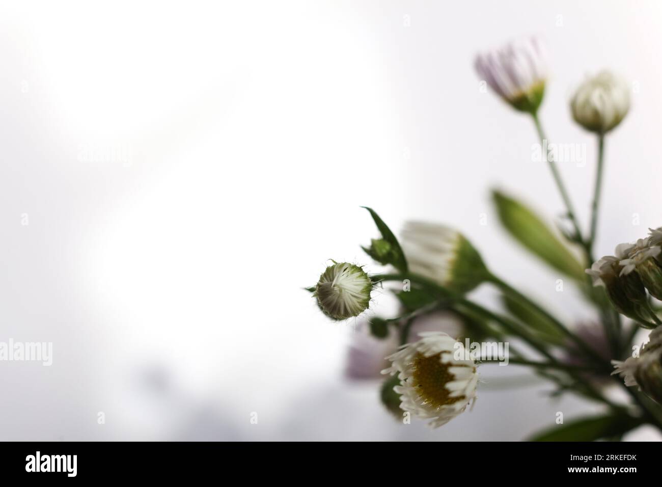 Makro von Wildblumen auf weißem Hintergrund Stockfoto