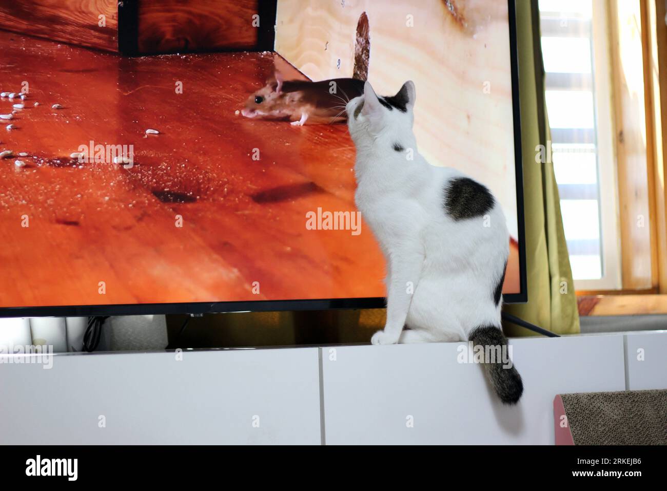 Niedliche japanische Bobtail-Katze, die mit Mäusen fernsieht Stockfoto