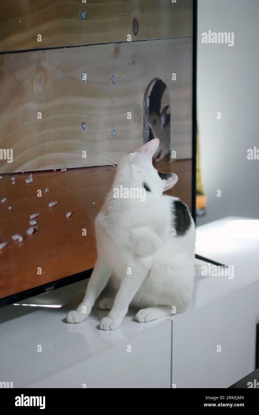 Niedliche japanische Bobtail-Katze, die mit Mäusen fernsieht Stockfoto