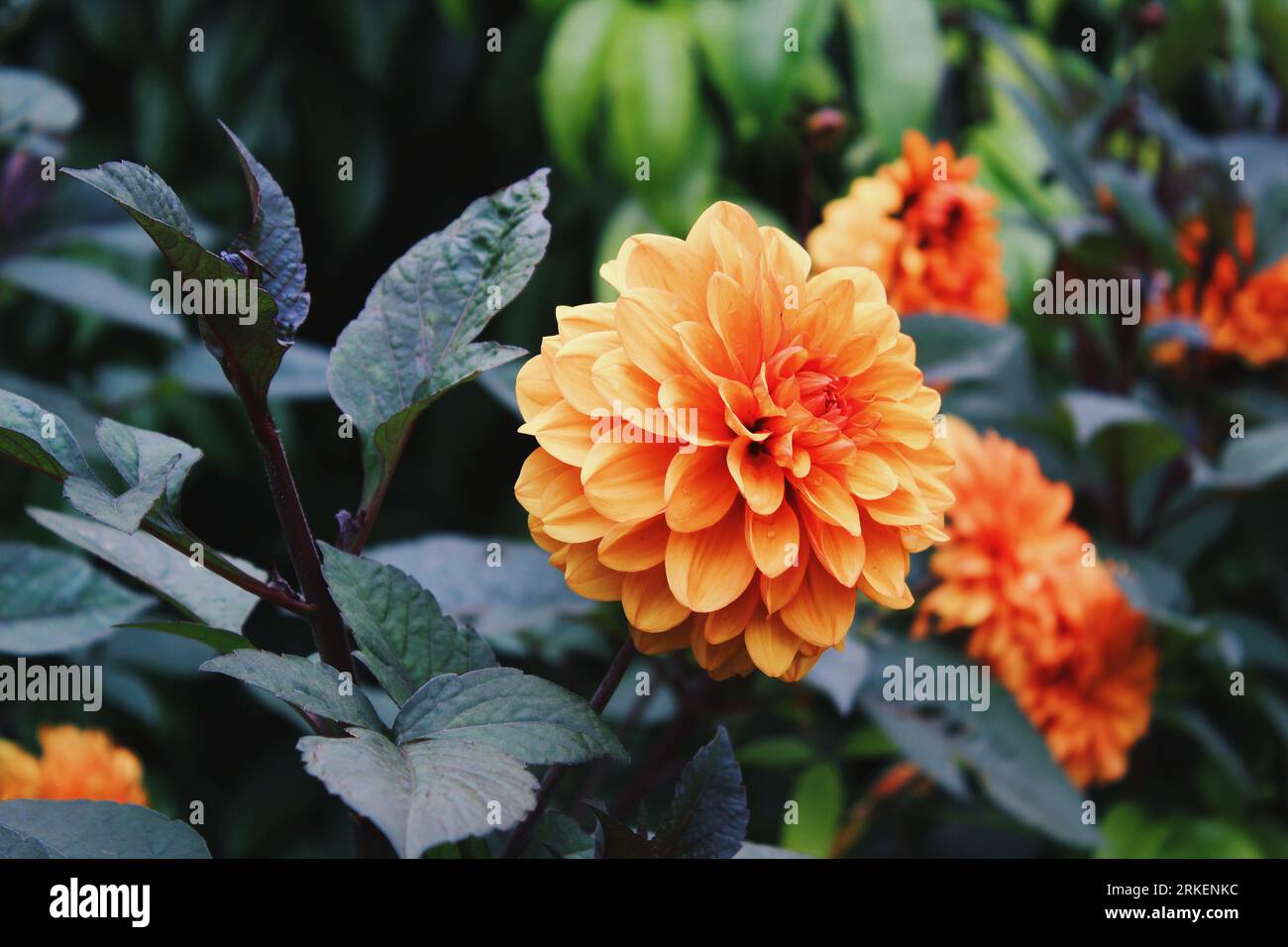 Orange Dahlien Stockfoto