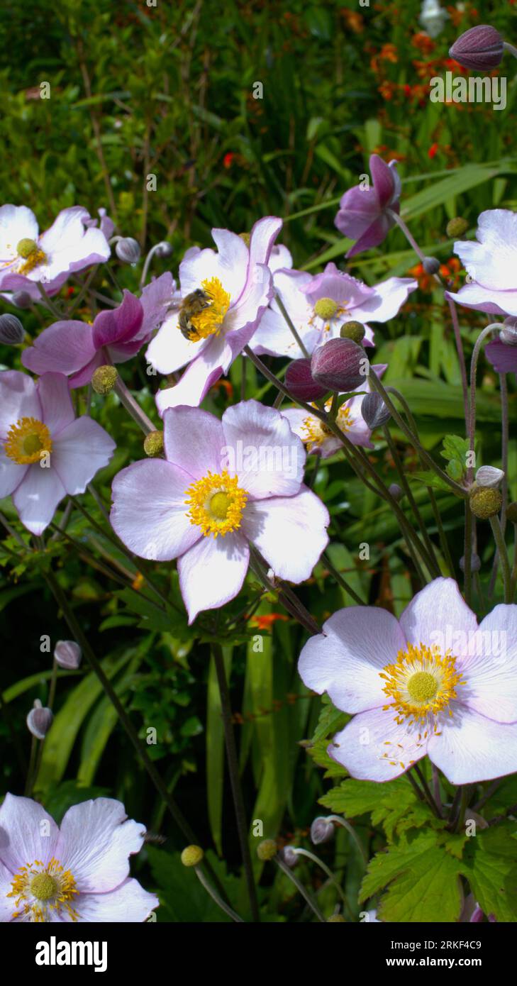 Anemone x hybrida an der Sommergrenze Stockfoto