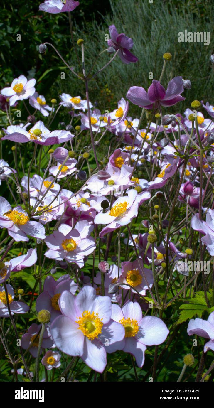 Anemone x hybrida an der Sommergrenze Stockfoto