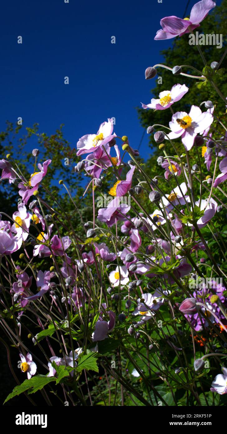 Anemone x hybrida an der Sommergrenze Stockfoto