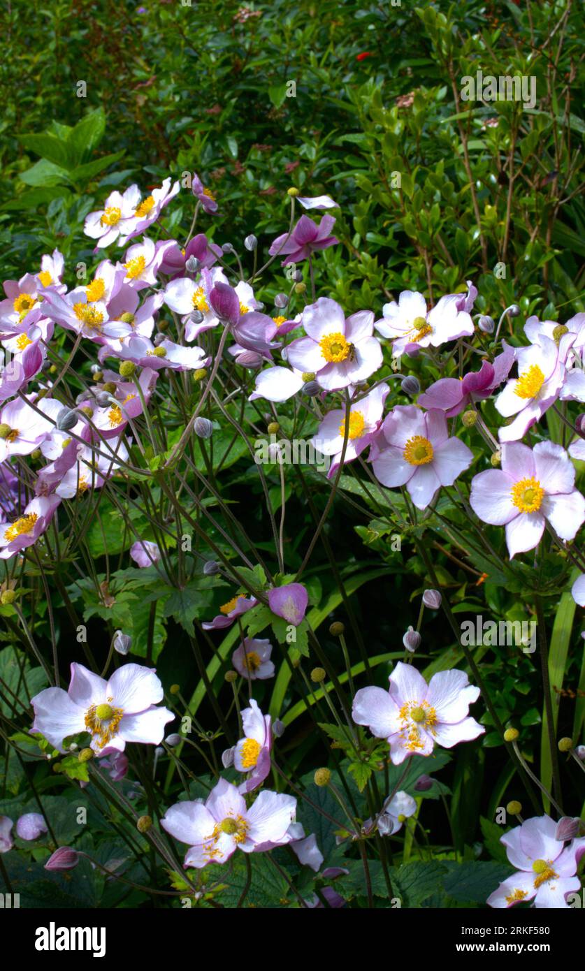 Anemone x hybrida an der Sommergrenze Stockfoto