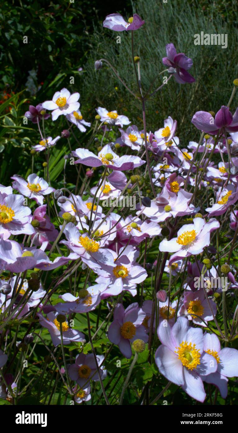 Anemone x hybrida an der Sommergrenze Stockfoto
