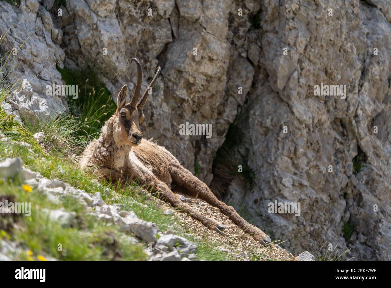 Gämse (Rupicapra rupicapra) im Gran Sasso Nationalpark (Italien) Stockfoto