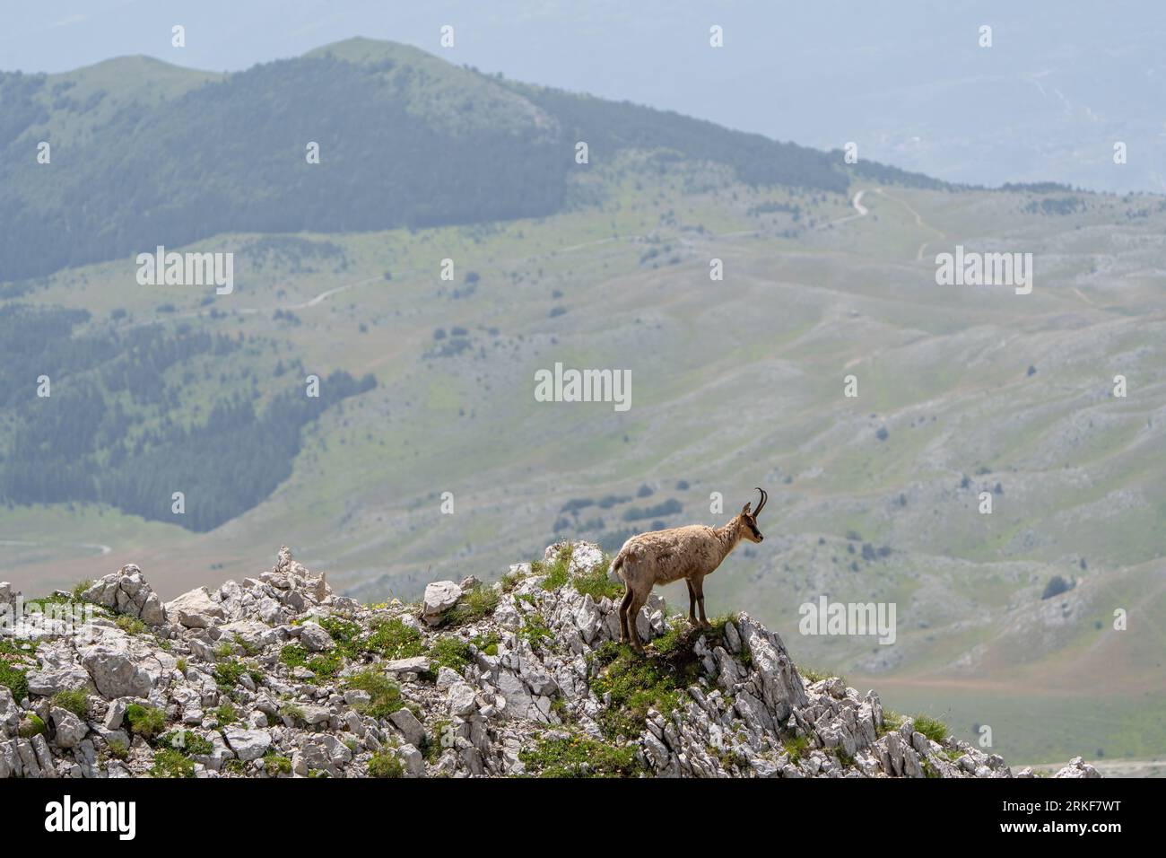 Gämse (Rupicapra rupicapra) im Gran Sasso Nationalpark (Italien) Stockfoto
