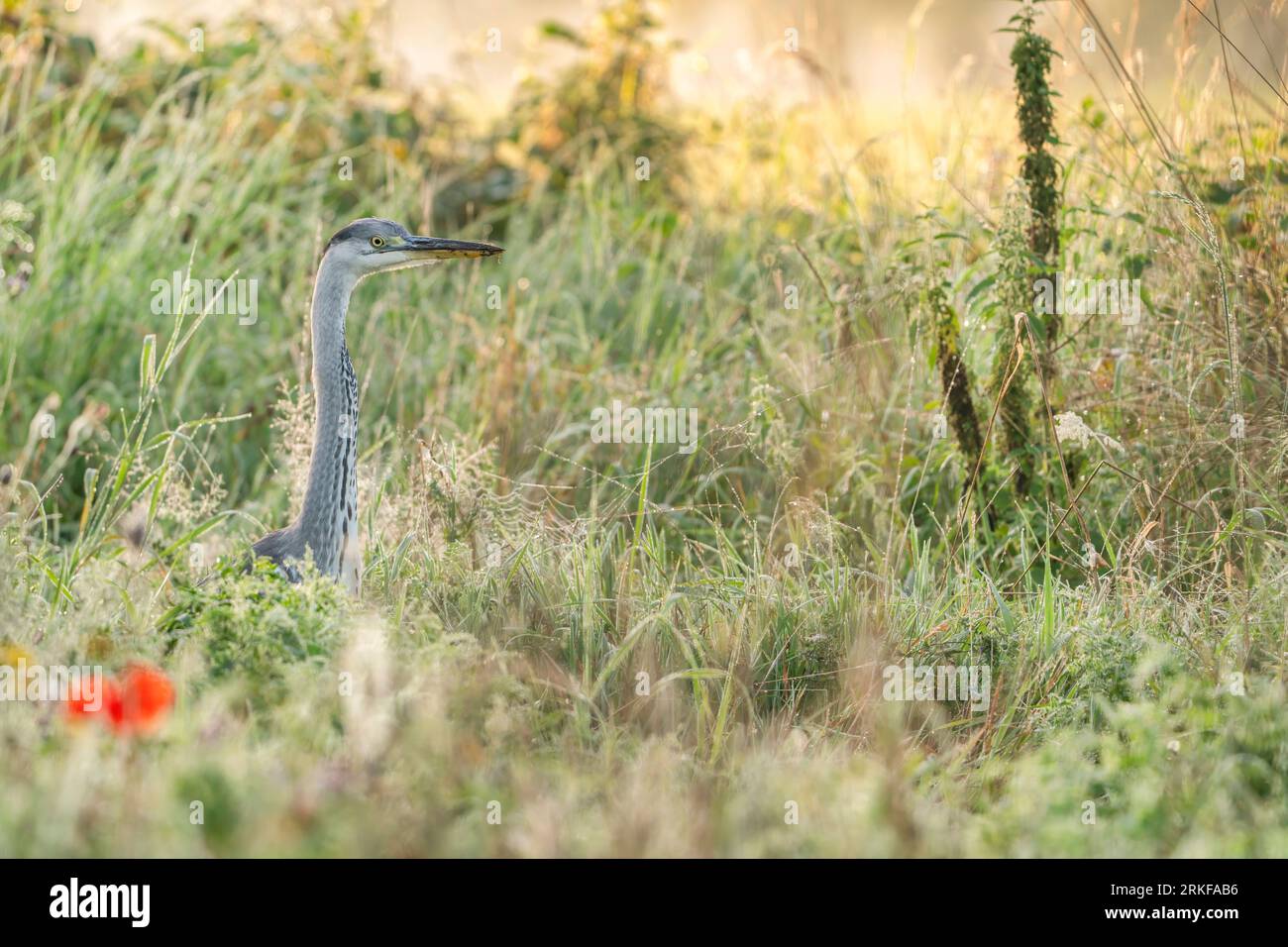 Grauer Reiher am Morgen in einem schönen Blumenfeld Stockfoto